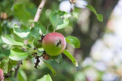 Что разложить вокруг яблони, чтобы удвоить урожай: малоизвестная «дачная» хитрость - sadogorod.club