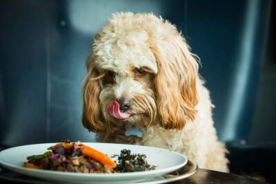 Можно ли угостить собаку остатками соуса или подливы? - mur.tv