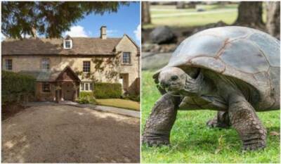 В Англии продается средневековый особняк с 95-летней черепахой - chert-poberi.ru - Англия