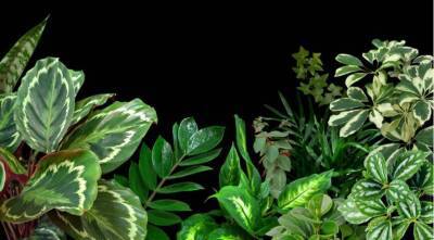 Стойкие оловянные солдатики: 16 комнатных растений, которым не нужно дополнительное освещение зимой - sadogorod.club