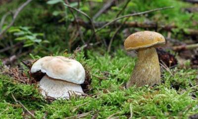 Вкусный или опасный? Ядовитые трубчатые грибы, которые растут у нас - lublusebya.ru