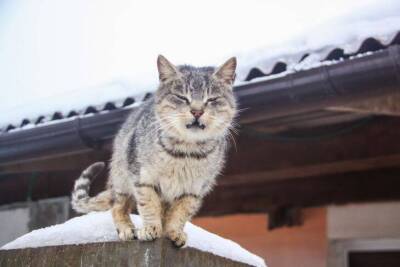 Как быстро отпугнуть чужих кошек в своем саду: хитрости дачников - sadogorod.club