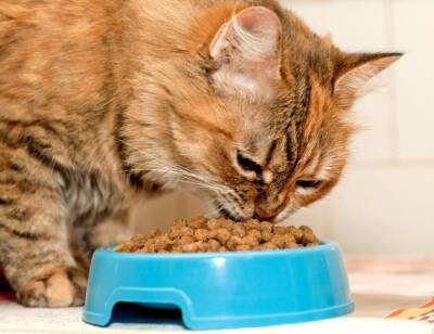 Чем кормить кота при мочекаменной болезни - ladyspages.com