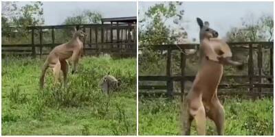 “Смотри, какой я сильный!”: молодой кенгуру хвастается мышцами - mur.tv
