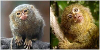 Самая милая обезьянка в мире – карликовая игрунка - mur.tv