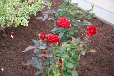 Нежелательное соседство: какие растения нельзя сажать рядом с розами - sadogorod.club