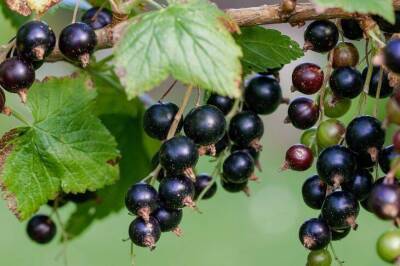 Чтобы ягоды выросли размером с виноград: копеечная подкормка для смородины - sadogorod.club
