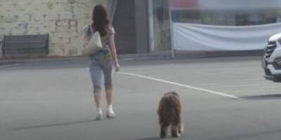 Бедный пёс видел свою хозяйку во всех женщинах: четыре месяца страданий и скитаний позади - mur.tv - Южная Корея