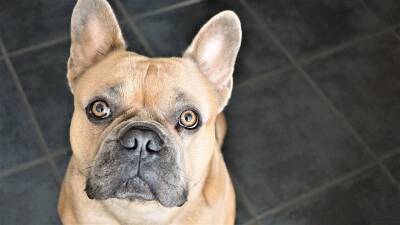 Насколько острый слух у собак? - mur.tv