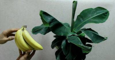 Вырастите банановую пальму дома. Все гости будут спрашивать, что это за экзотическое растение - lifehelper.one