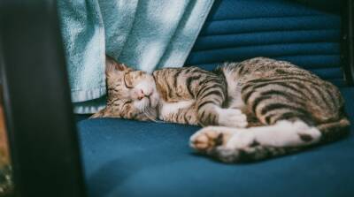 В какой позе спит ваша кошка и что это может значить - mur.tv