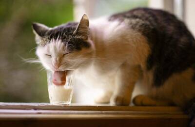 Почему кошкам нельзя пить молоко - mur.tv