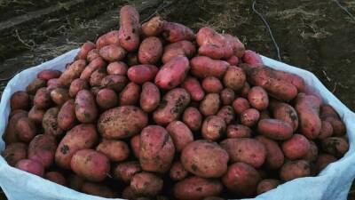 Сорт картофеля Мемфис: характеристика, фото, отзывы - sadogorod.club - Голландия