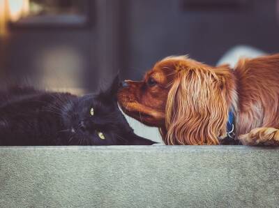 Кошки – естественные враги собак и прочие мифы: рассуждаем и разоблачаем - mur.tv