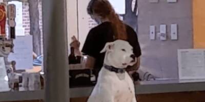Смеяться долго и искренне: когда собака работает помощником воспитателя - mur.tv