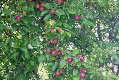 Чем подкормить яблоню, чтобы ветки ломились от плодов: деревенские хитрости - sadogorod.club - Россия