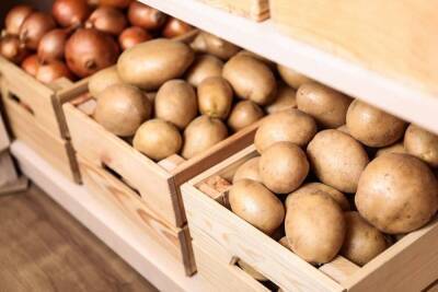 Как правильно хранить картофель в доме или квартире - sadogorod.club