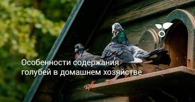 Особенности содержания голубей в домашнем хозяйстве - sadogorod.club