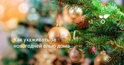 Как ухаживать за новогодней елью дома - sadogorod.club