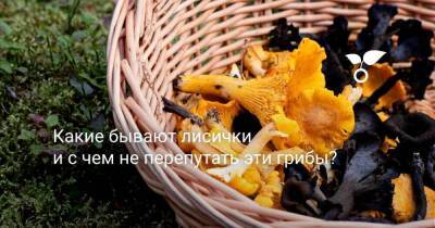 Какие бывают лисички и с чем не перепутать эти грибы? - sadogorod.club - Россия