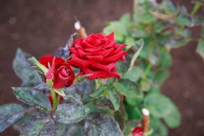 После этой подкормки роза цветёт так сильно, что листьев не видно: секрет дачника - sadogorod.club