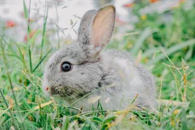 Чем можно и нельзя кормить декоративного кролика? - mur.tv