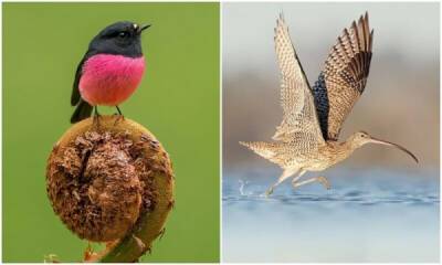 Удивительные пернатые из календаря BirdLife 2022 - porosenka.net - Китай - Россия - Австралия - Индонезия - Гвинея