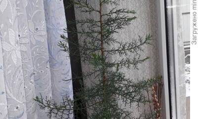 Кипарис - южное растение из легенд и мифов, которое может и елочку на Новый год заменить - sadogorod.club - республика Крым
