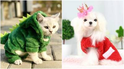 Утепляем питомцев по последней моде: самая стильная теплая одежда для домашних животных - cpykami.ru