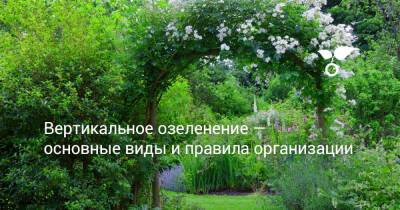 Вертикальное озеленение — основные виды и правила организации - sadogorod.club