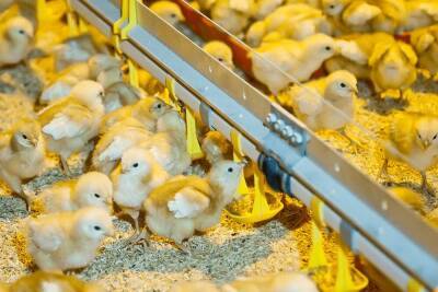 Как выращивать цыплят: особенности, профилактика и лечение заболеваний - sadogorod.club
