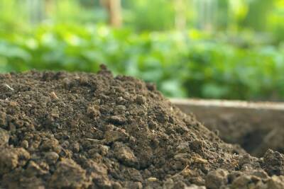 Какая почва на вашем участке – как определить и улучшить состав грунта - sadogorod.club