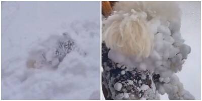 После активной прогулки пёс превратился в снежок - mur.tv