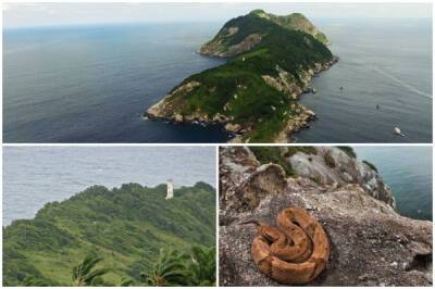 Самые жуткие места мира: полный смертоносных змей остров, где запрещено появляться человеку - porosenka.net - Бразилия - Сан-Паулу