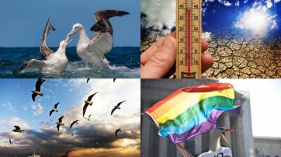 Превратности природы: глобальное потепление сделало альбатросов любителями бара «Голубая устрица» - porosenka.net