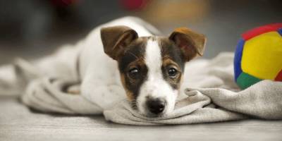 Ветеринары предупреждают: наблюдайте за поведением своей собаки каждый день - mur.tv