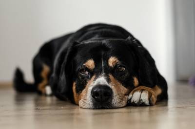 Как помочь собаке, скорбящей по ушедшему другу? - mur.tv