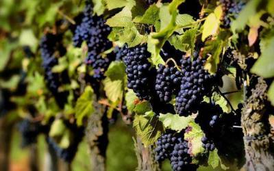 Черенкование винограда осенью: подсказки дачнику, чтобы не наделать ошибок - sadogorod.club