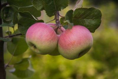 Почему у яблони чернеет ствол: опытные садоводы назвали основные причины - sadogorod.club