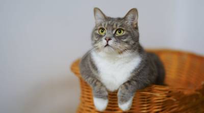 Японские учёные выяснили, из-за чего кошки неравнодушны к кошачьей мяте - mur.tv