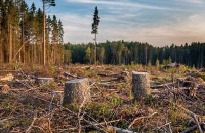 «Деревенский» способ, как защитить деревья от «черных» лесорубов - milayaya.ru