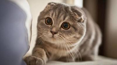 Самые милые коты в мире: породы, описание, характеристика, фото - fokus-vnimaniya.com
