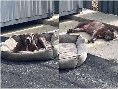 Пожилая собака лежала на парковке, и жалобно глядела на людей - mur.tv