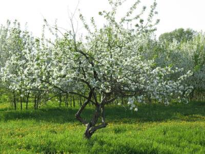 Как правильно садить яблоню весной в Сибири - sadogorod.club