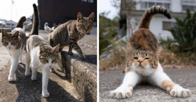 17 удивительных работ японского фотографа, который в своих снимках раскрывает яркую харизму уличных котов - mur.tv