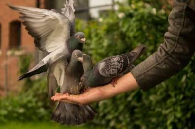 Отрицательные стороны голубей, из-за которых с ними не хочется встречаться - chert-poberi.ru