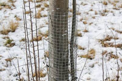 Как защитить яблони от мышей и зайцев зимой - sadogorod.club
