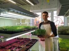 Как выращивать микрозелень и можно ли сделать из сити-фермерства бизнес [+ВИДЕО] - sadogorod.club - Ростовская обл.