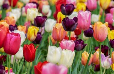Что стоит посадить рядом с тюльпанами, чтобы защитить цветы от мышей - sadogorod.club