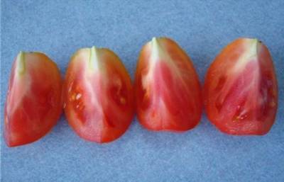 Откуда в томатах появляются неприятные белые прожилки и стоит ли их опасаться - milayaya.ru